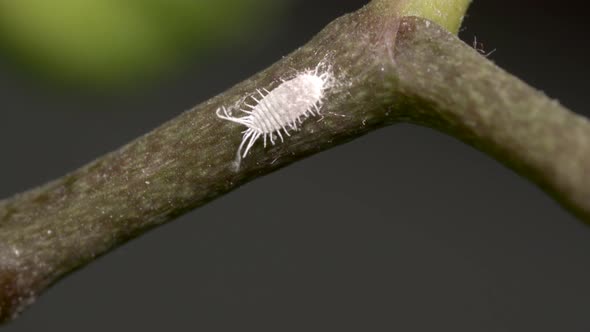 Mealybug on Orchid Branch