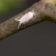 Mealybug on Orchid Branch - VideoHive Item for Sale
