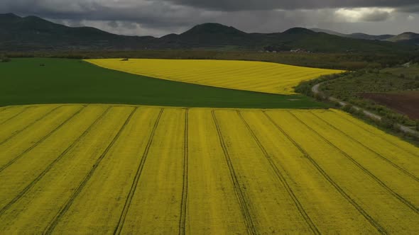 Rapeseed Plantations Under Cloudy Sky