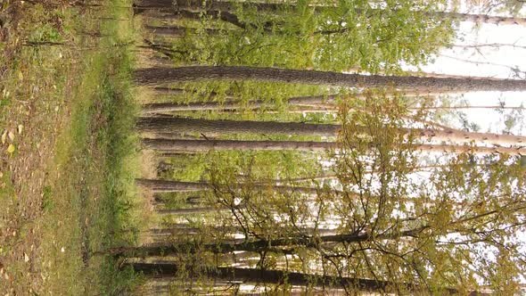 Vertical Video of Forest Landscape in Autumn Slow Motion