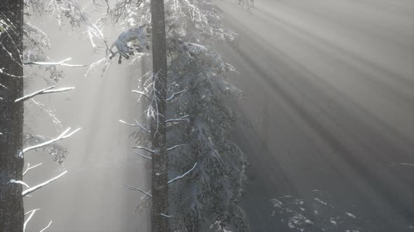 Misty Fog in Pine Forest on Mountain Slopes