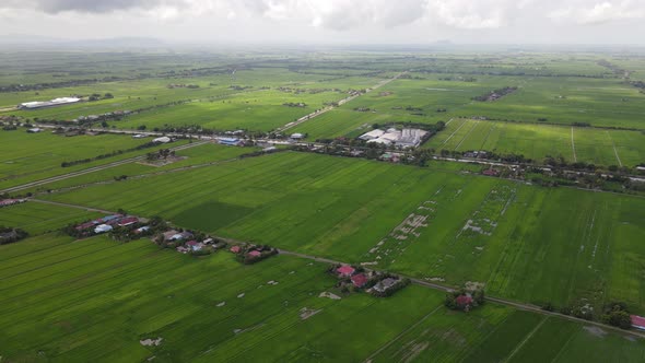 The Paddy Rice Fields of Kedah and Perlis, Malaysia