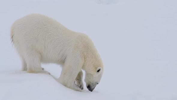 Polar Bear Walking on the Ice in Arctic