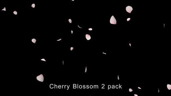 Cherry Blossom 2 Pack 4K