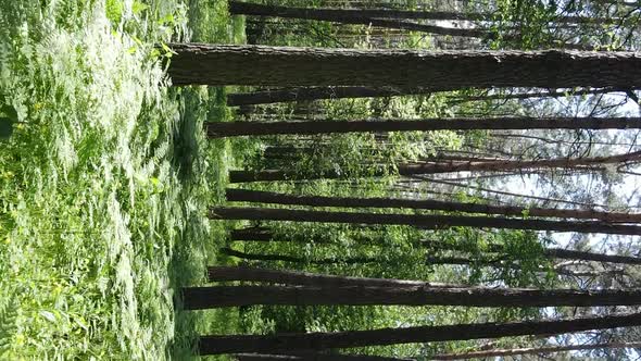 Vertical Video of Forest Landscape in Summer Slow Motion