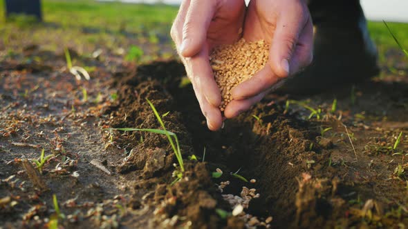 Planting Seeds