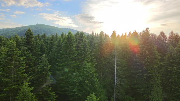 Aerial View of Green Pine Forest with Dark Spruce Trees