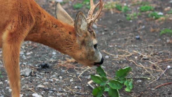 Young Deer Grazing on the Farm