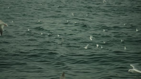 A flock of seagulls flying against the sky,beautiful playful birds,many flying seagulls.