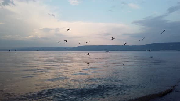 Seagulls flock fly over the dead sea, try to catch fish, cloudy blue sky background