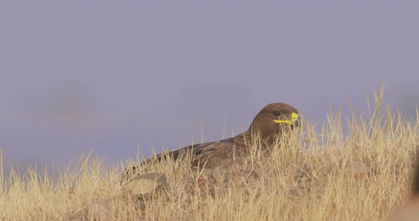 Steppe Eagle Anting In The Middle Of Field At Daytime. - close up