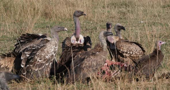 African white-backed vulture, gyps africanus, and Hooded Vulture, necrosyrtes monachus
