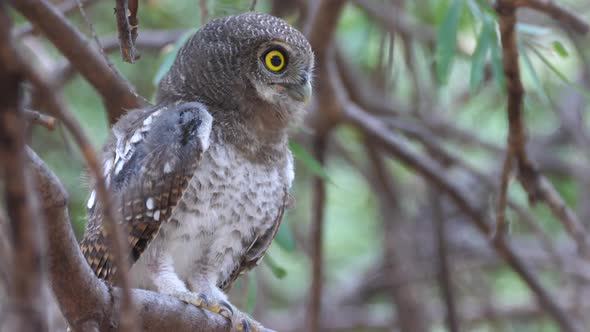 Pearl-spotted owlet sitting in a tree 