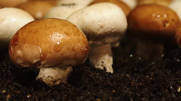 Watering and Growing Mushrooms on Fertile Soil.