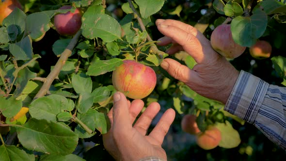 Hands Of The Old Farmer Collected The Tree Ripe Apple Close Up