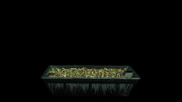 Time-lapse of germinating microgreens caraway sead