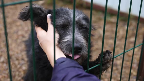 Human Hand Petting Caged Stray Dog. People, Animals, Volunteering And Helping Concept.