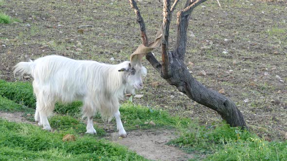 Goat hitting his horns against a tree