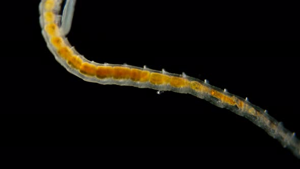 Worm Polychaeta Under a Microscope, This Is the Annelida Class, Live in Marine and Fresh Waters alt