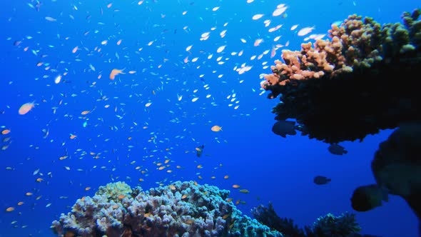 Underwater Sea World Life