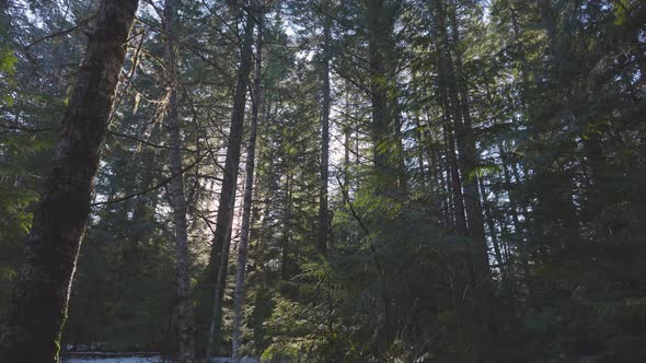 Rain Forest in British Columbia Canada