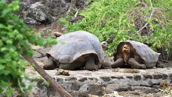 Pair Of Chelonoidis Chathamensis Raising Their Heads With Mouth Open At The Charles Darwin Research