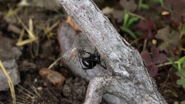 Black Widow Spider cutting webs attached to prey to move them