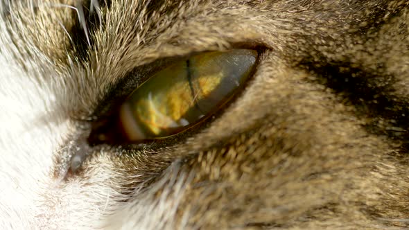 Macro close up showing details of lighting cat eye with iris,pupil and eyeball.
