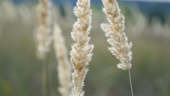 Detail View on Lush Dry Vegetation