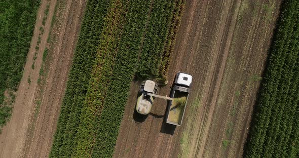 Combine harvesting Corn crops for silage, Drone footage.