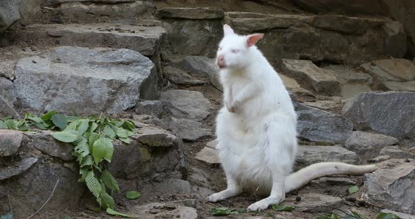 dancing white albino kangaroo, Red necked Wallaby