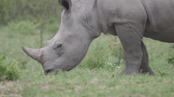 Close up from a rhino young grazing