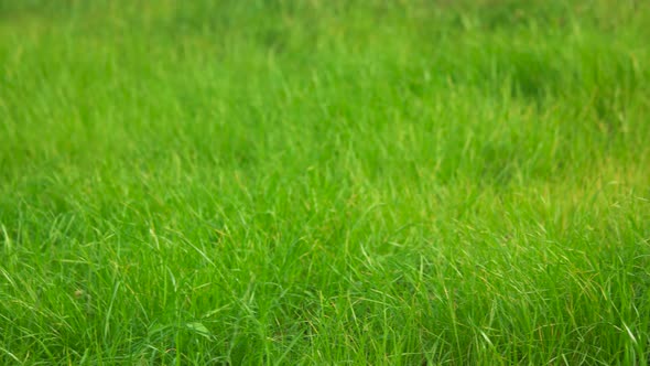 Close Up of Grass.