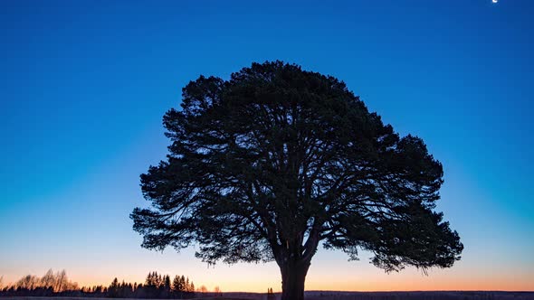 Hyperlapse Beautiful Sunrise on the Background of a Pine Tree in a Field Time Lapse Spring Autumn