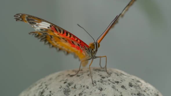 Close up shot of beautiful colorful butterfly beating with wings in slow motion