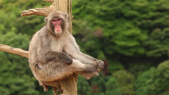 Japanese Macaque In Nature