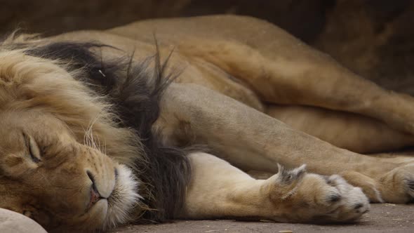 male lion sleeping in the breeze pan from paws to head