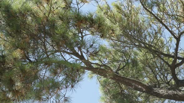 Lodgepole shore pine swinging on the wind 4K 2160p 30fps UltraHD footage - Green Pinus contorta twis