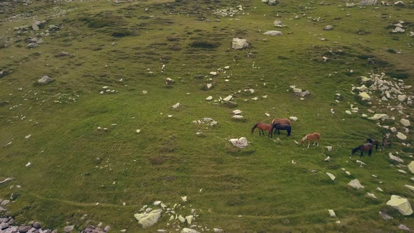 Rotating shot around horses feeding on a hillside beside a mountain lake.