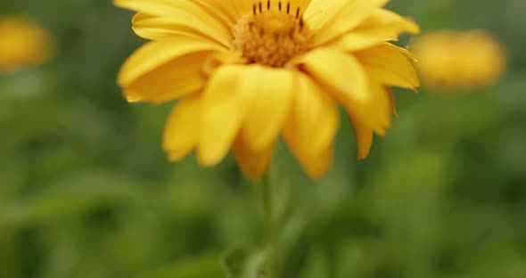 Closeup of Stem with Toothed Leaves and Flower of Yellow Venus Cultivar of Heliopsis Helianthoides