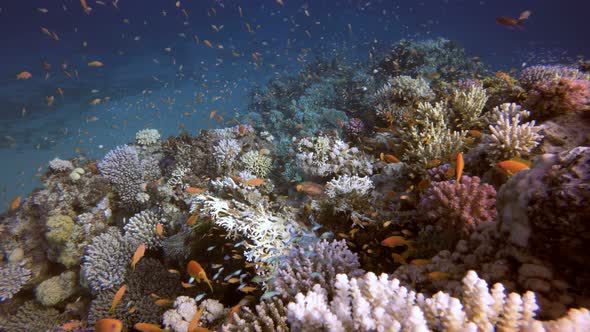 Colorful Corals and Fishes