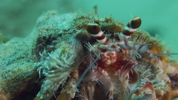 A Hermit crab sitting on the ocean flooring its body in the current