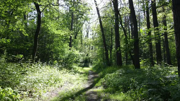 Trees in the Forest By Summer Day