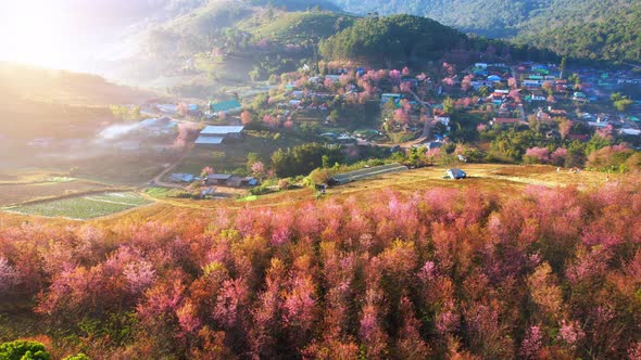 Aerial view of the village on the hill, Wild Himalayan Cherry (Prunus cerasoides) tree