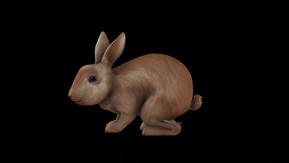 Brown Rabbit Idle Side View