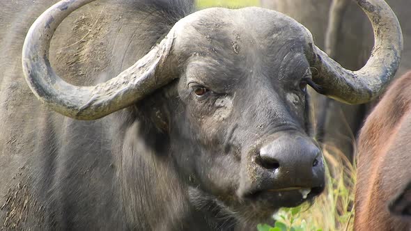 Real Wild African Buffalo in Africa Savanna