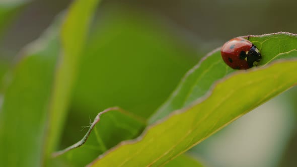 Ladybug sitting on green vegetation. Little red beetle with black specks
