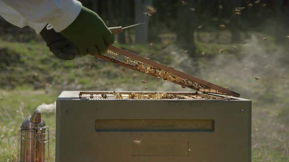 BEEKEEPING - Smoking beehives to prevent aggressive behavior, slowmo medium shot