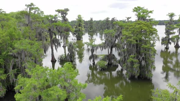 Aerial view of the Bayou trees