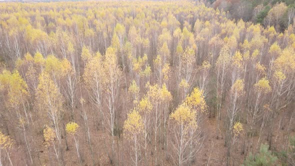 Forest with Trees in an Autumn Day